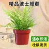 Helecho de Hierro Plantas Hidropónicas Purifican el Aire, Helechos Criados en Agua Tolerantes a la Sombra, Flores de Follaje de Interior Fáciles de Cultivar Qinqiao