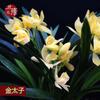 Base Venta al por Mayor Plántulas de Orquídeas de Aroma Fuerte Flor Jianlan de Flor Grande Plantas Verdes en Maceta Plantas de Interior Orquídeas Bonsái