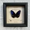 Marco de Fotos con Foto de Espécimen de Mariposa Real Elegante Madera Decorativa Pintura Muebles para el Hogar Marco de Fotos Retro Europeo Mesa Regalo de Cumpleaños