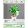 Árbol del Dinero Maceta Flores, Sala de Estar, Casa Próspera, Plantas Verdes, Fácil de Cultivar en Todas las Estaciones, Árbol del Dinero, Plantas Hidropónicas de Escritorio para Oficina