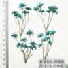 Flor de Encaje de Múltiples Cabezas con Ramas Flor de Cuentas de Nieve Espécimen de Planta de Flor Seca Marcapáginas en Relieve Hoja Real Flor Real Pegatina de Hoja