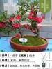 Manzano Silvestre Llorón Maceta Planta Floración Cuatro Estaciones Planta de Floración Interior Con Capullos de Flor Pétalo Doble Árbol de Ciruelo Rojo Semillero Tronco Viejo Bonsái