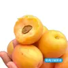 Albaricoques Miel Holandesa Auténticos de Yantai, Shandong, Fruta Fresca, Dulzura Pura, Recolectados Frescos en Temporada, Aptos para Mujeres Embarazadas, Envío Gratis Vía Sf Express