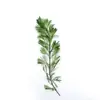 Plantas Acuáticas Vivas Suministradas Directamente del Pastizal para Paisajismo de Acuarios, Crisantemo Verde y Crisantemo Rojo para Paisajismo Acuático, Plantas Acuáticas Vivas, Plantas Acuáticas Ornamentales, Crisantemo Verde