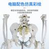 Modelo Médico de Esqueleto Humano de Cuerpo Completo de 170 cm Pelvis Articulación de Yoga Desmontable Estructura Anatómica Espécimen de Esqueleto