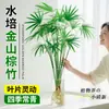 Bambú Dorado Hidropónico Planta en Maceta de Interior para Sala de Estar, Oficina y Decoración del Hogar, Vegetación de Escritorio Fácil de Cuidar