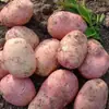 Patatas rojas de piel, amarillas por dentro, frescas de Yunnan, recién cosechadas 10/ 1.5kg semillas de patata pequeñas, patatas cultivadas en granja, venta al por mayor