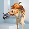 Collar de Perro de PVC Cuerda de Tracción para la Cintura Correa para el Pecho de Mascota Traje Transfronterizo Impermeable a Prueba de Suciedad Correa para Perro Envoltura Adhesiva Anti-mordeduras
