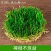 Planta en Maceta de Centella Asiática Hidropónica para Uso en Interiores y Exteriores, Atrae Riqueza, Planta Verde Absorbente de Formaldehído, Fácil de Cuidar en Todas las Estaciones
