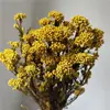 Flores preservadas, flores de mijo, flores de arroz flor eterna, hierba de mijo, arreglos florales de decoración para el hogar DIY, flores Xiduo
