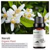 Exportación Transfronteriza Aceite Esencial Individual Fragancia Aromaterapia Masaje Aceite Esencial Sándalo Difusor Mayoreo Muestra de 10 ml