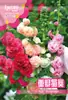 Sementes de Malva-Rosa de Flores Duplas Florescem em Todas as Estações, Sementes de Cosmos ao Ar Livre de Flor Fácil de Cuidar, Sementes de Flores para Jardim de Verão