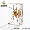 Artesanías de especímenes, insectos reales, escarabajo ciervo, escorpión, escarabajo, araña, regalos de enseñanza de ciencias biológicas, adornos de resina