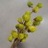 Morango vermelho de mil dias fruta Fruta de cedro Flor seca de Yunnan atacado Flor seca artesanal Decoração macia de epóxi Arranjo de flores diy para sala de estar