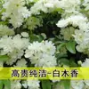Rosa de Cabello Recto de Yunnan Enredadera para Muro Rosa Flor Extra Grande Plántulas Fragancia Fuerte Florece en Todas las Estaciones Plantas para Patio Casa Balcón