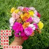 Plántulas de Girasol Doble Pétalo Inmortales con Raíces y Brotes Enviadas en Maceta Florales Florales de Balcón Plantas Verdes Florecientes