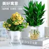 Bambú Guanyin, Bambú Atractor de Fortuna, Flor de Raíz Hidropónica, Planta Verde Atractora de Riqueza, Cesta de Potos, Planta en Maceta Fácil de Cuidar para Uso en Oficina