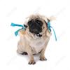 Nova peruca para animais de estimação cocar para gatos e cães com franja bob cosplay adereços pet engraçado engraçado acessórios para o cabelo