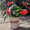 Maceteta blanca de resina engrosada de un galón, redonda, transpirable, controladora de raíces, adecuada para plantas verdes, rosas e hortensias, maceta de plástico, personalizable
