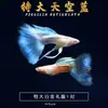 Peixe Guppy, Peixe Tropical, Peixe Ornamental Pequeno, Reprodução, Fêmeas Grávidas, Prontas para Dar à Luz, Fácil de Criar, Resistente e de Vida Longa, Guppies