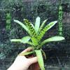 Piña Llena de Agua Linda Piña Colorida Tanque de Selva Tropical Plantas Acuáticas Ecológicas de Agua y Tierra Tanque para Reptiles Paisajismo Plantas Comunes