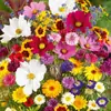 Novas Sementes Flores Perenes Mistas