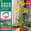 Soporte de Soporte Anticaída para Plantas para Hortensias, Plantas Araña, Varilla de Soporte, Marco Fijo de Jardinería, Enredaderas, Flores, Amarilis