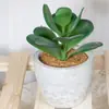 Decoração de Casa Transfronteiriça Combinação Suculenta em Vaso Mini Enfeites de Mesa Planta Verde Artificial Falsa Bonsai Atacado
