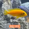 Pez Tropical Ornamental Cíclido de Tres Lagos, Pez de Agua Dulce Pequeño y Mediano, Fácil de Mantener, Cíclido Caballo Habita Rocas, Cíclido Tan, Pez Cíclido Mixto, Peces Vivos