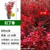 Plantas Aquáticas para Aquário, Paisagismo Ecológico, Grama Real para Peixes, Plantas Verdes Amantes de Sombra, Plantas Rasteiras Anãs de Pérola, Orquídeas Aquáticas Hidropônicas