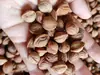 Material de Tallado de Hueso de Durazno con Patrón de Dragón Poco Profundo de Qinzhou Silvestre, Artículos Uniformes Sin Importar el Tamaño, el Tipo de Núcleo y el Color Son Aleatorios, Tenga Cuidado al Comprar