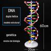 Modelo de estrutura de dupla hélice de DNA modelo de estrutura molecular par de bases gene genético ciência biológica instrumento de ensino