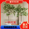 Plantones de Azufaifo Vivo Dropshipping Injertados con Plantones de Azufaifo de Invierno Zhanhua Fruta Dulce Extra Grande Plantación en Cuenca Norte y Sur Plantación en Patio