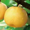 Pera Fengshui de Shandong, entrega directa 3/5/ 4,5 kg piezas, redonda, jugosa, de piel fina, dulce y clara, fruta fresca directamente del huerto