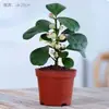 Bonsái Bodhi Pequeño con Árbol Bodhi Frutal en Maceta Adorno de Escritorio Zen Chino Planta Verde Creativa de Fácil Cuidado para Interiores