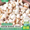 Nuevas Semillas de Jobo Frescas de Granja de Guizhou, Semillas de Jobo Grandes, Arroz Nuevo, Granos Frescos, Semillas de Jobo y Frijoles Adzuki Rojos para Sopa y Gachas
