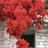Nova Variedade de Buganvília Dobrada em Vaso Rosa para Varanda e Pátio, Floresce Todas as Estações, Base em Fujian