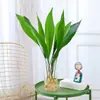Orquídea de una hoja hidropónica Planta verde en maceta de interior Perenne Sala de estar Planta de cultivo en agua de celebridad de Internet ¿Es buena para alimentar a la gente perezosa Rábano verde