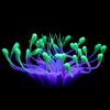 Ornamentos Decorativos para Paisagem de Aquário Cor Falso Aqua Plástico Macio Silicone Luminoso Simulação Aqua Simulação Coral