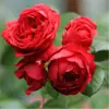 Plántulas Pequeñas de Rosa, Brotes de Rosa, Plantas Verdes con Flores para Balcón, Plantas de Interior en Maceta, Enredaderas Trepadoras con Flores Multitemporada de Fácil Cuidado