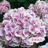 Semillas de Hortensia, Semillas de Flor Endless Summer, Plantas Perennes Resistentes al Frío y al Calor para Macetas de Patio y Balcón para Sembrar en Todas las Estaciones