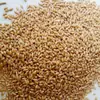 Nuevos productos de temporada Trigo de Henan con salvado harina de trigo material para cerveza grano forrajero puede germinar