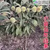 Uma muda de castanha para entrega, extra grande, plantada no norte e sul, Dahongpao, e frutificando no mesmo ano, plantada em Qianxi, castanheiras enxertadas