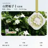 2024 Nova Fragrância Duradoura Aromaterapia para Carro Pingente de Carro Fragrância para Carro Fragrância de Carro Gardênia Gesso