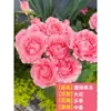 Plántulas de Rosa, Rosas Trepadoras, Árboles con Flores Extra Grandes, Enredaderas Trepadoras para Patio, Flores para Balcón, Rosas en Maceta que Florecen en Todas las Estaciones