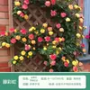 Rosa de Cabello Recto de Yunnan Enredadera para Muro Rosa Flor Extra Grande Plántulas Fragancia Fuerte Florece en Todas las Estaciones Plantas para Patio Casa Balcón
