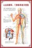 Diagrama del Esqueleto Humano, Cartel de Pared Grande, Diagrama de Órganos, Gráfico de Estructura de Órganos Internos, Gráfico de Puntos de Acupuntura, Póster del Gráfico de Anatomía Muscular Humana