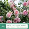 Rosales en Maceta, Observación de Flores y Plantas Verdes, Plántulas de Flores de Interior, Balcón de Patio, Rosas de Flor Grande, Fragantes, Floreciendo en Todas las Estaciones