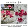 2023 Flor de simulación roja china para techo de boda fabricantes flor de simulación roja vino fondo de camino de boda flores artificiales al por mayor