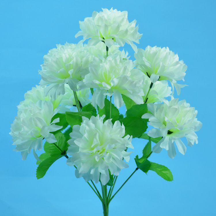 12头爪菊13.jpg